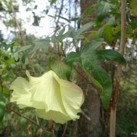 Gossypium arboreum L.